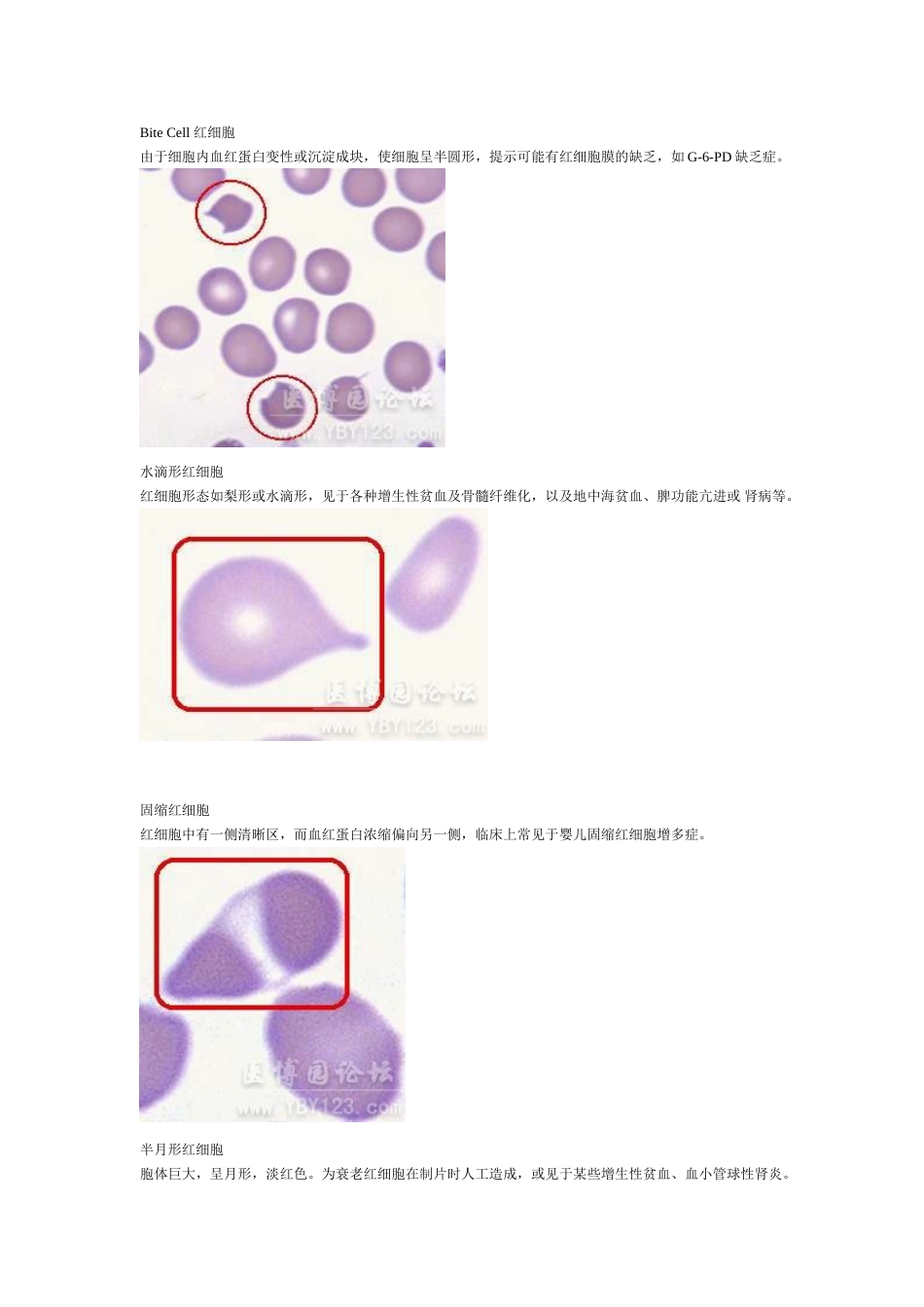 各种血细胞模式图[共11页]_第3页