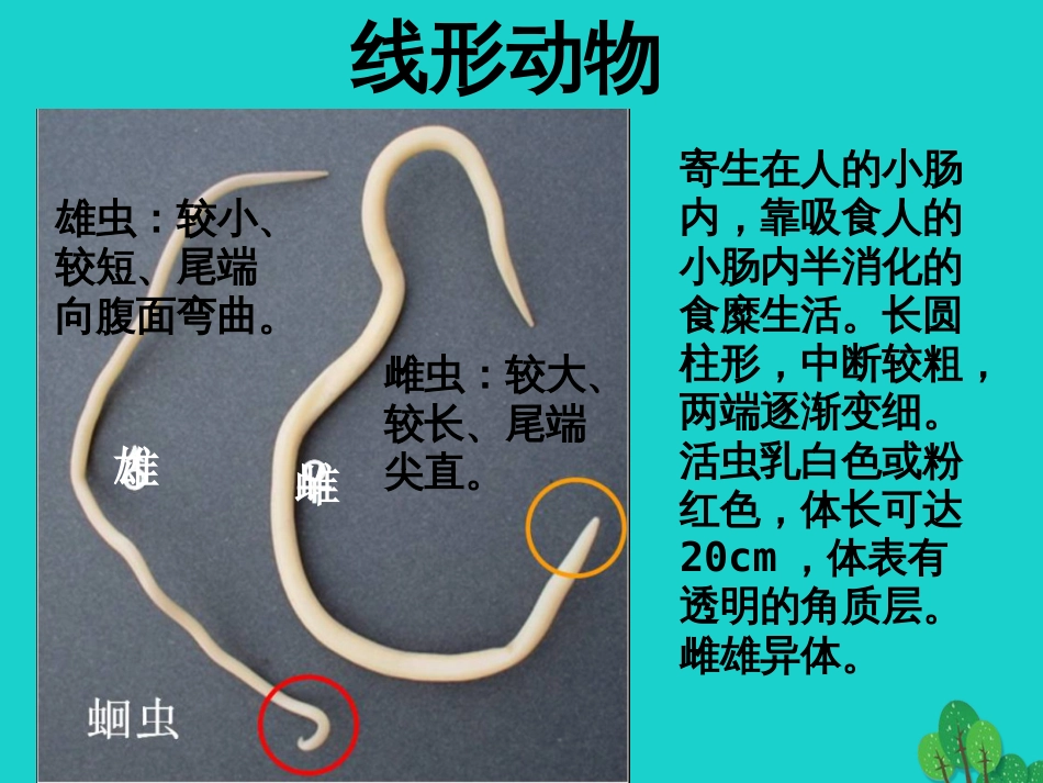 八年级生物上册 5.1.2 线形动物和环节动物课件4 （新版）新人教版_第3页