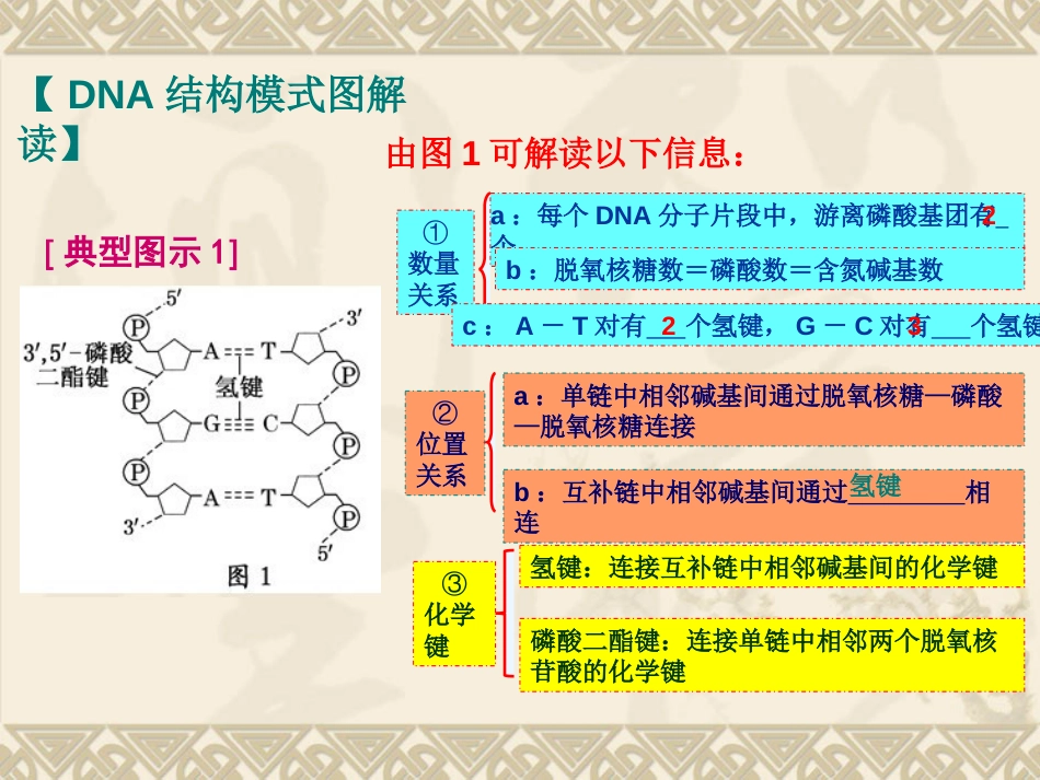 15.DNA结构模式图解读[共5页]_第2页