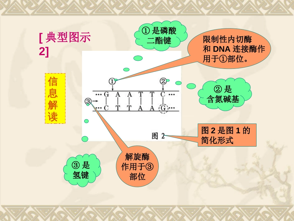 15.DNA结构模式图解读[共5页]_第3页