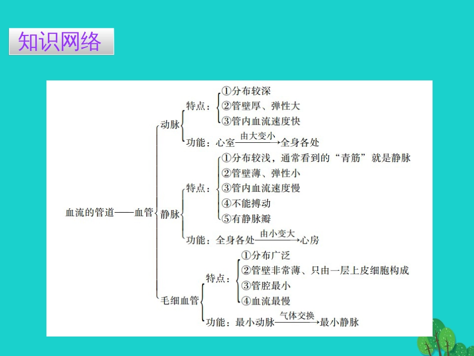 广东省20152016七年级生物下册 第4章 第二节 血流的管道——血管导练课件 （新版）新人教版_第2页