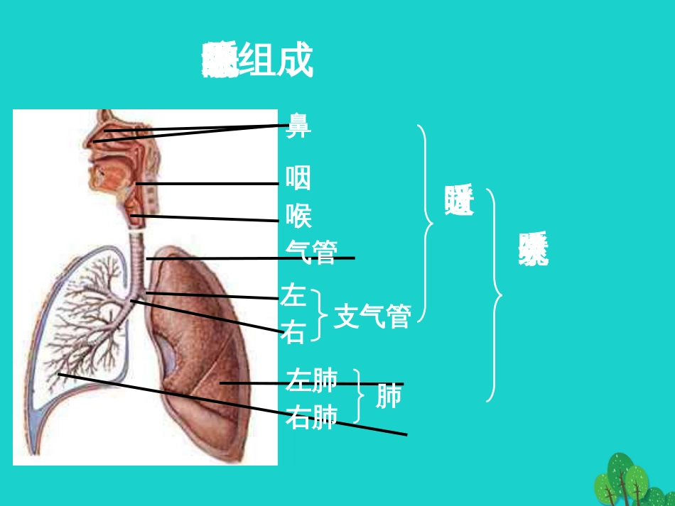 七年级生物下册 第四单元 第二章 第一节 呼吸道对空气的处理 呼吸系统的组成及功能课件 （新版）新人教版_第1页