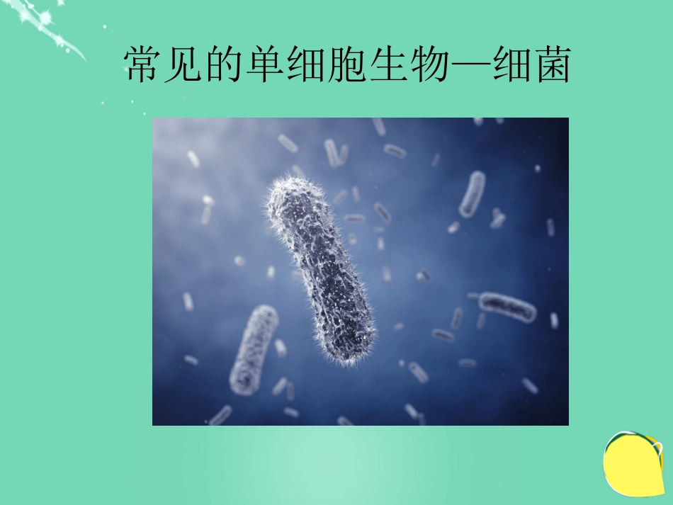 七年级生物上册 第三单元 第四章 第三节 单细胞生物课件（2）（新版）苏教版_第3页