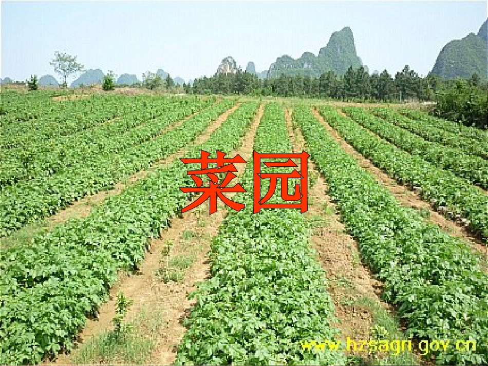 一年级语文上册 菜园里课件2 鲁教版[共54页]_第2页