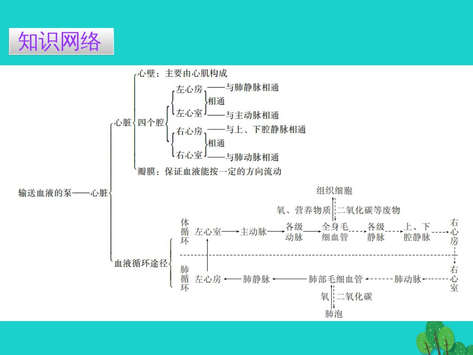 广东省20152016七年级生物下册 第4章 第三节 输送血液的泵——心脏导练课件 （新版）新人教版_第2页