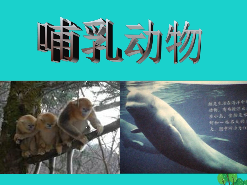 八年级生物上册 5.1.7 哺乳动物课件4 （新版）新人教版_第1页