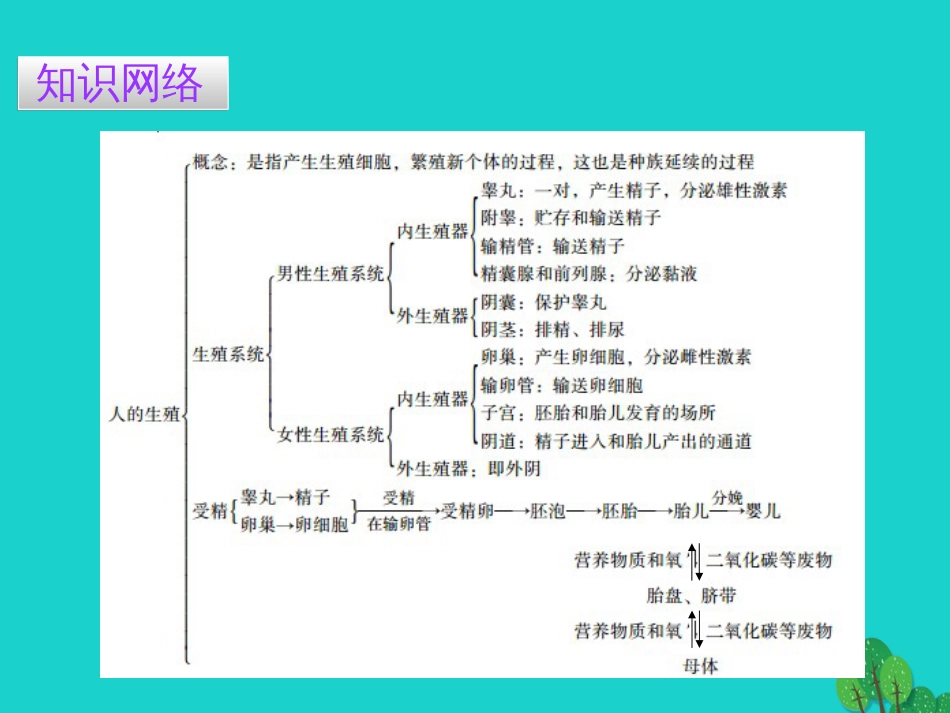 广东省20152016七年级生物下册 第1章 第二节 人的生殖导练课件 （新版）新人教版_第2页