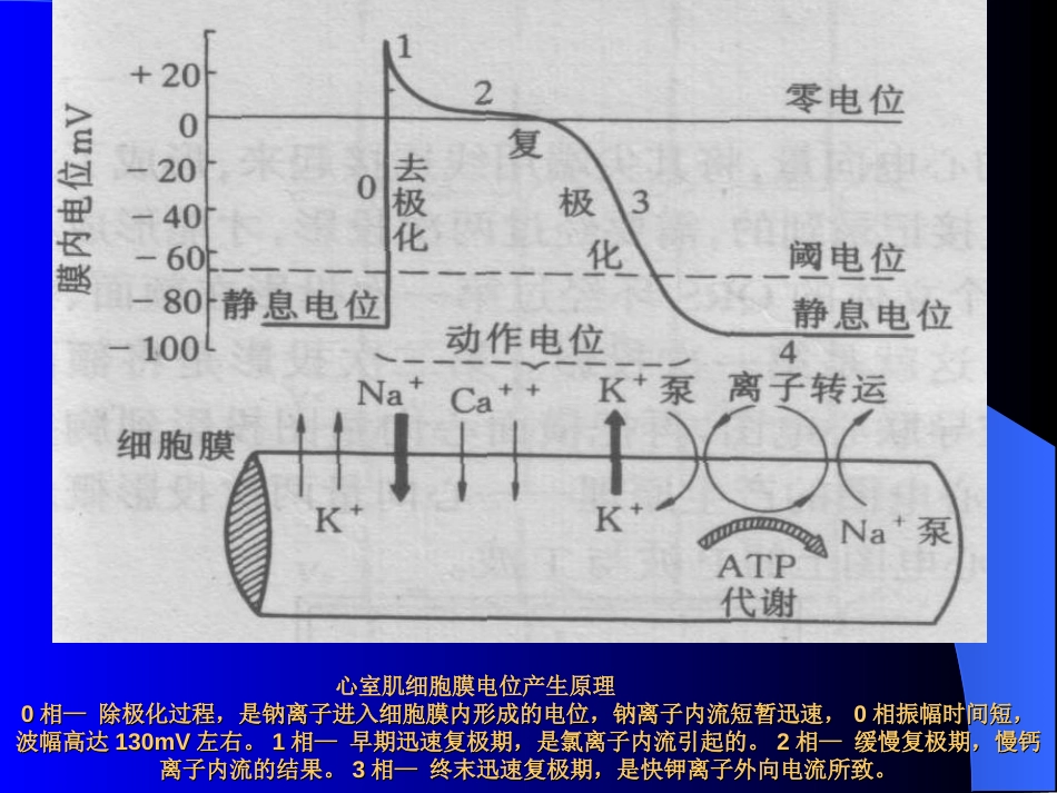 心室肌细胞膜电位产生原理[共1页]_第1页