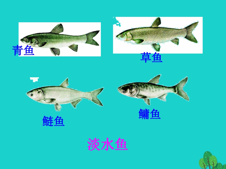 八年级生物上册 5.1.4 鱼课件2 （新版）新人教版_第3页