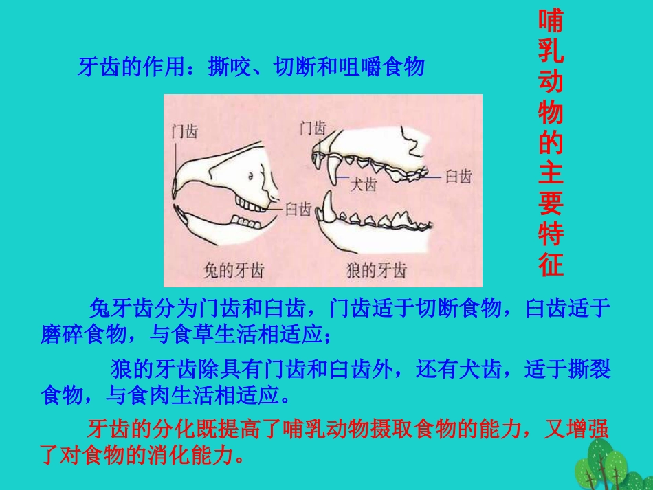 八年级生物上册 5.1.7 哺乳动物课件3 （新版）新人教版_第3页