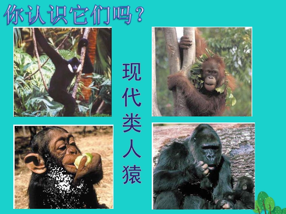 七年级生物下册 第四单元 第一章 第一节 人类的起源和发展课件（2）（新版）新人教版_第2页