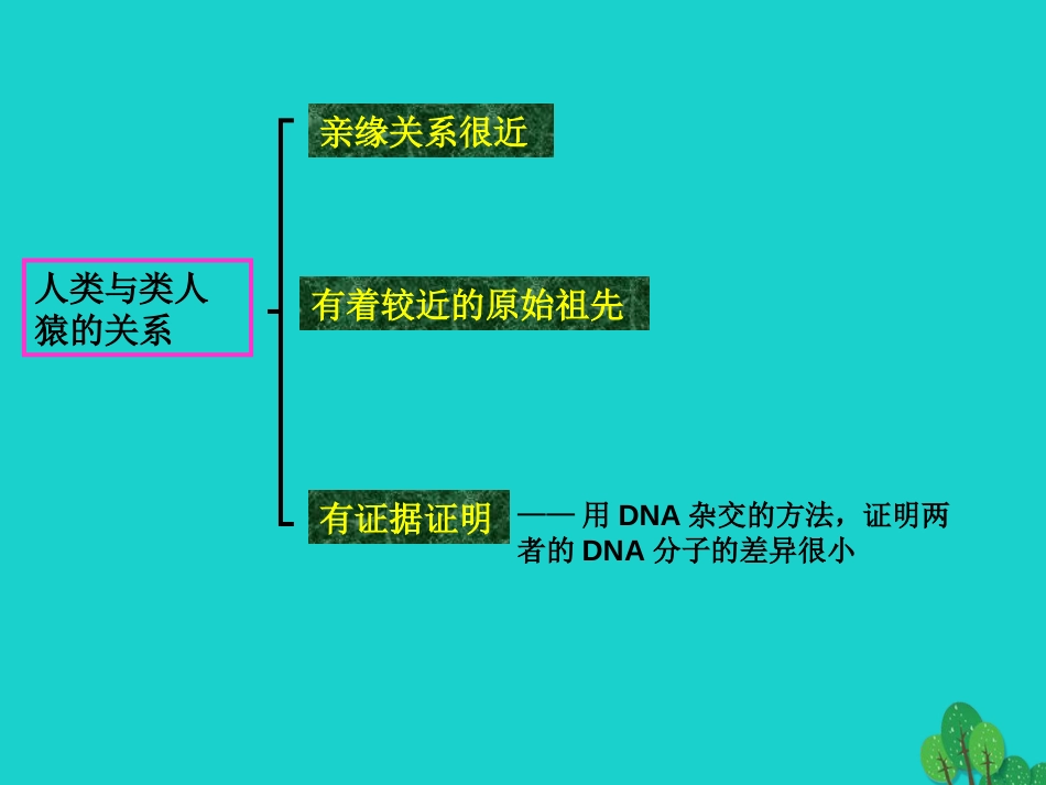 七年级生物下册 第四单元 第一章 第一节 人类的起源和发展课件（2）（新版）新人教版_第3页