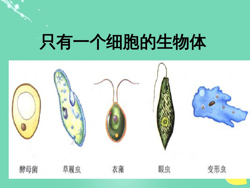 七年级生物上册 第三单元 第四章 第三节 单细胞生物课件（1）（新版）苏教版_第2页