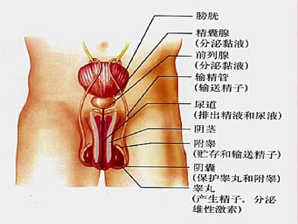七年级生物下册 第四单元 第一章 第二节 人的生殖课件（2）（新版）新人教版_第3页