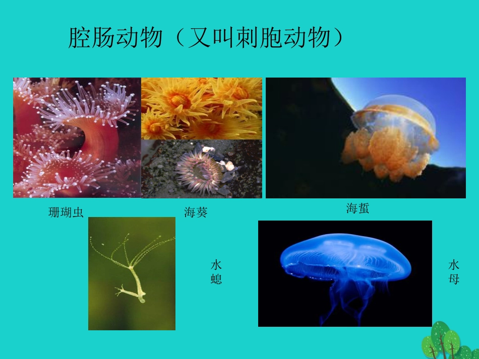 八年级生物上册 5.1.1 腔肠动物和扁形动物课件2 （新版）新人教版_第2页