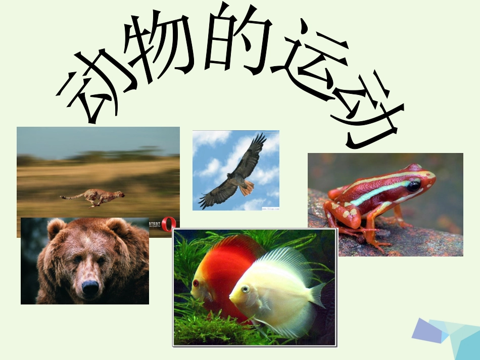 六年级科学上册 动物的运动课件4 青岛版[共30页]_第2页