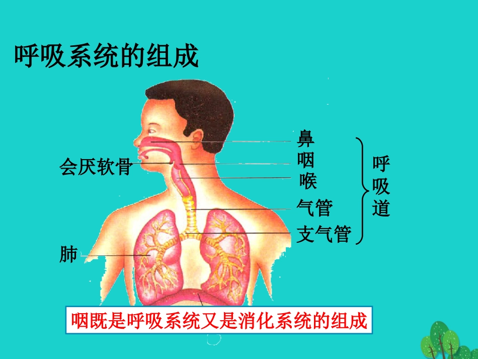 广东省台山市新宁中学七年级生物下册 第四单元 第三章 第一节 呼吸道对空气的处理课件 （新版）新人教版_第2页