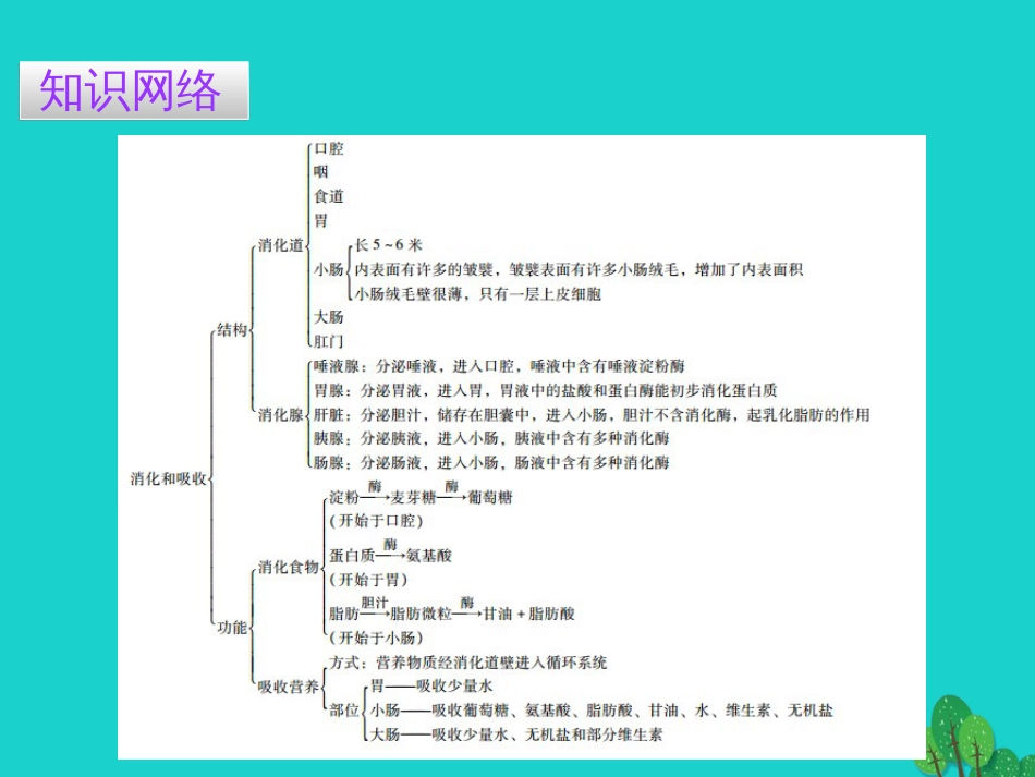 广东省20152016七年级生物下册 第2章 第二节 消化和吸收导练课件 （新版）新人教版_第2页