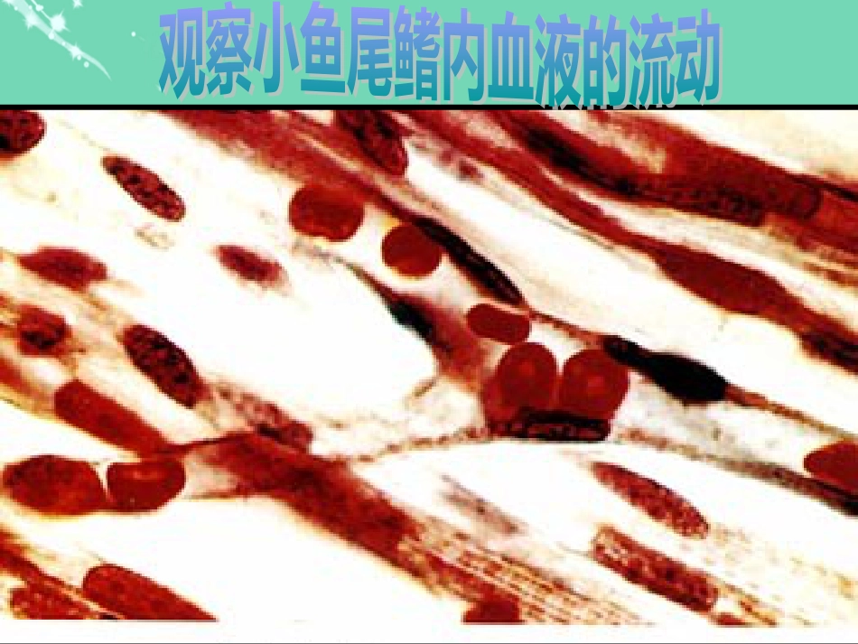 七年级生物下册 第四单元 第四章 第二节 血流的管道血管教学课件 （新版）新人教版_第3页