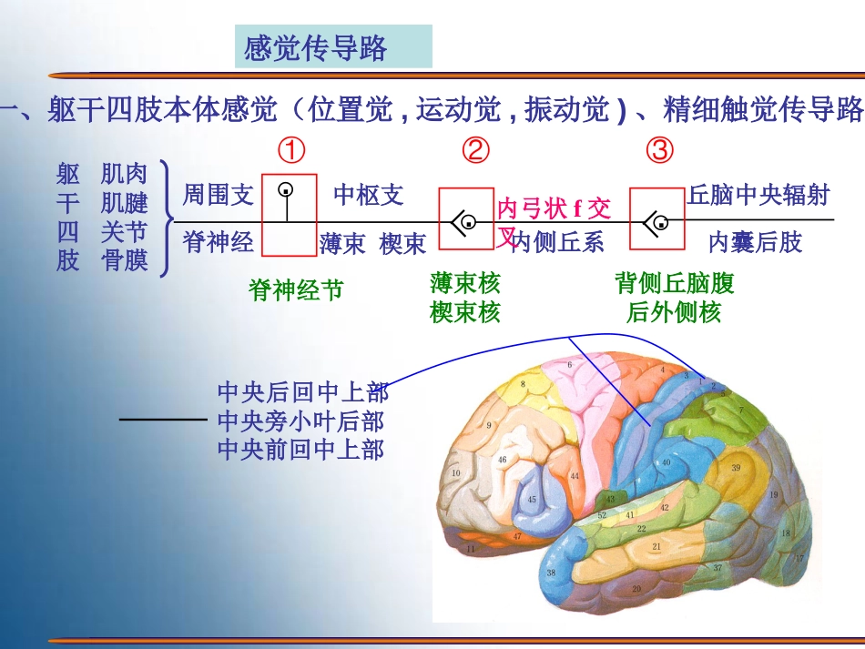 感觉神经传导通路[共14页]_第2页