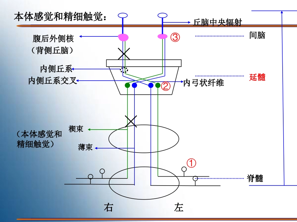 感觉神经传导通路[共14页]_第3页