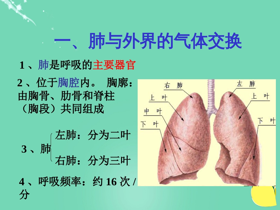 安徽省桐城市嬉子湖中心学校七年级生物下册 4.3.2 发生在肺内的气体交换课件 （新版）新人教版_第2页