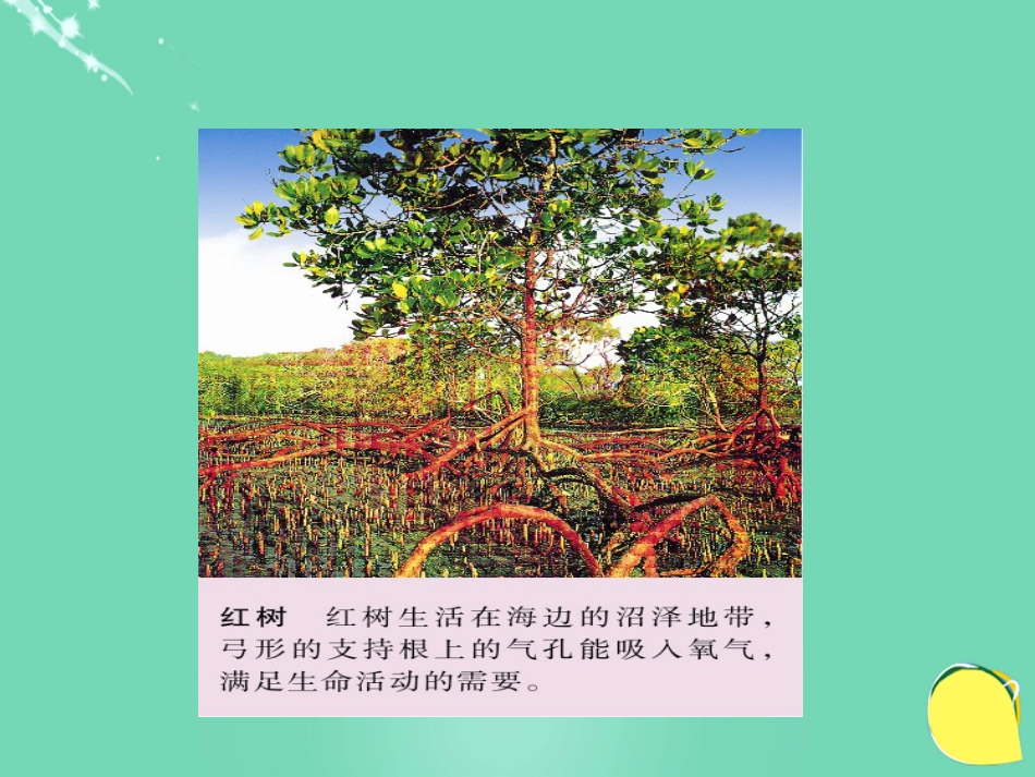 七年级生物下册 第三单元 第六章 第四节 植物的呼吸作用课件（1）（新版）苏教版_第2页