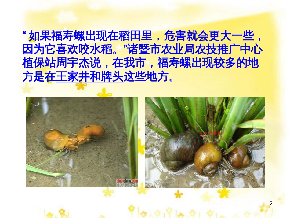 八年级语文上册 第四单元《生物入侵者》课件 新人教版_第2页