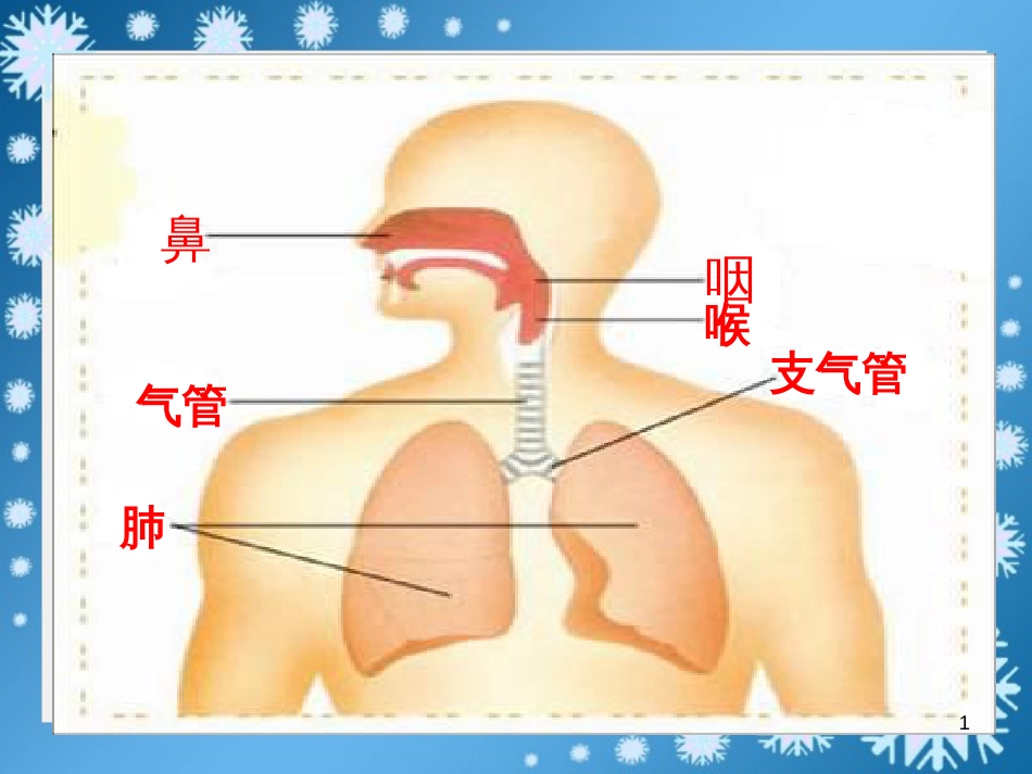 八年级生物下册 13.1 生物的分类课件1 北京版 (463)_第1页