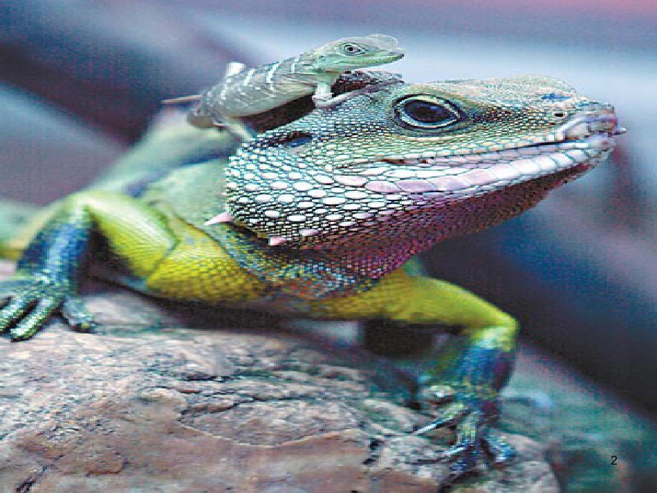 八年级语文下册 第二单元《鸟》专题之池鹤课件 苏教版 (2)_第2页