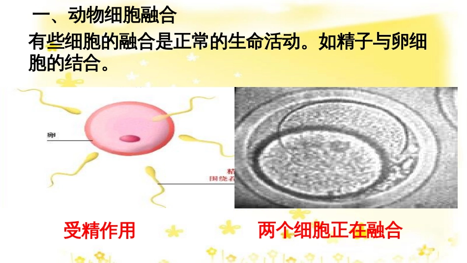 高中生物 专题2 细胞工程 2.2.2 动物细胞融合与单克隆抗体课件 新人教版选修3_第2页