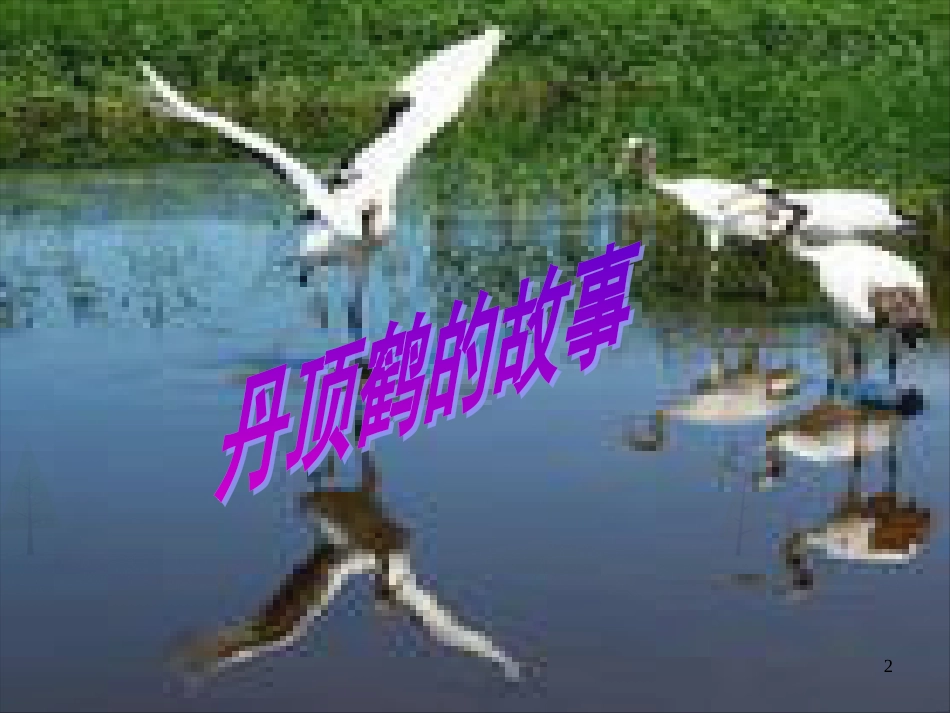 八年级生物上册 17.2《我国的动物资源及其保护》课件4 （新版）北师大版_第2页