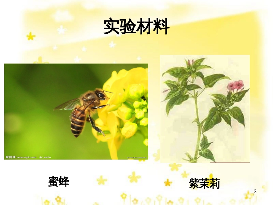 高中生物 第一节 分离定律（第1课时）课件 沪科版必修2_第3页