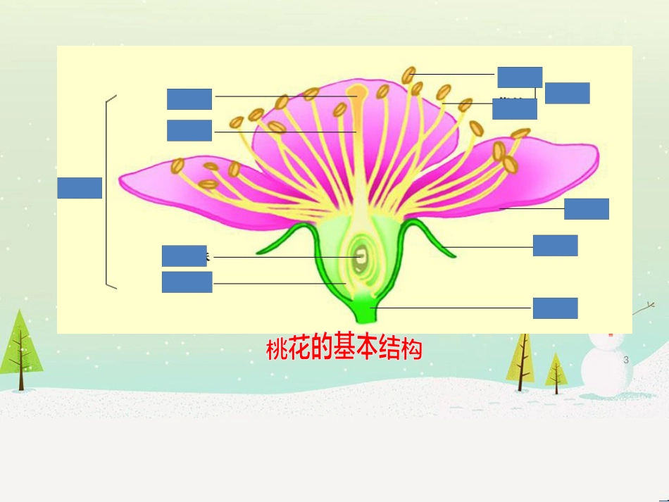 八年级生物上册 7.19.1植物的生殖课件 （新版）苏科版_第3页