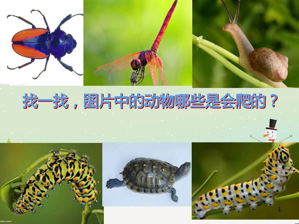 八年级生物下册 13.1 生物的分类课件1 北京版 (1230)_第1页