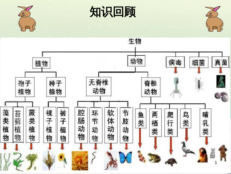 八年级生物上册 6.2认识生物的多样性课件 （新版）新人教版_第1页