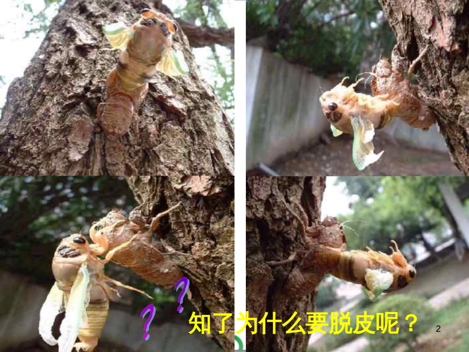 八年级生物下册 第七单元 第一章 第二节 昆虫的生殖和发育课件 （新版）新人教版_第2页