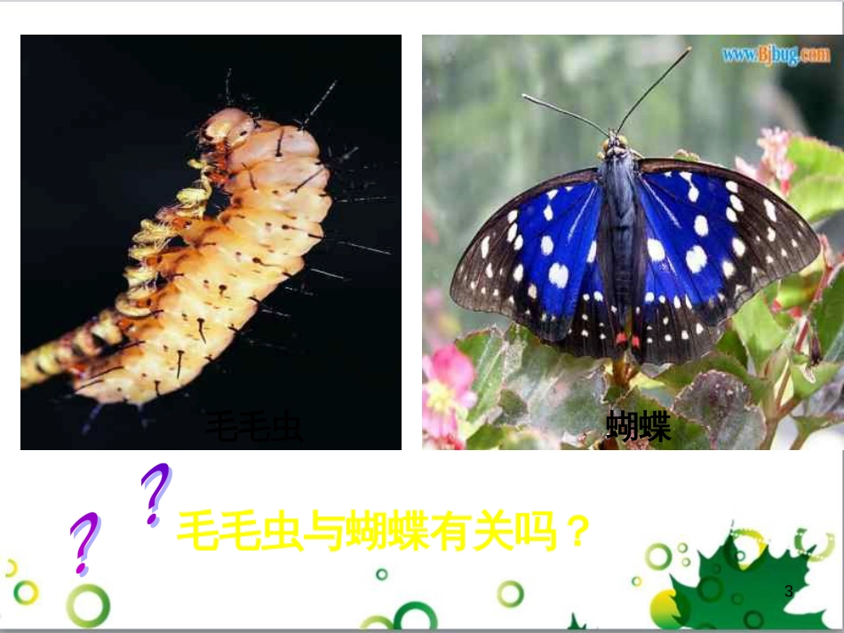 八年级生物下册 第七单元 第一章 第二节 昆虫的生殖和发育课件 （新版）新人教版_第3页