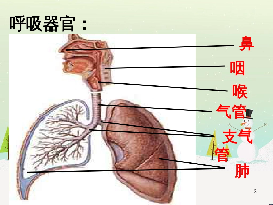 八年级生物下册 13.1 生物的分类课件1 北京版 (460)_第3页