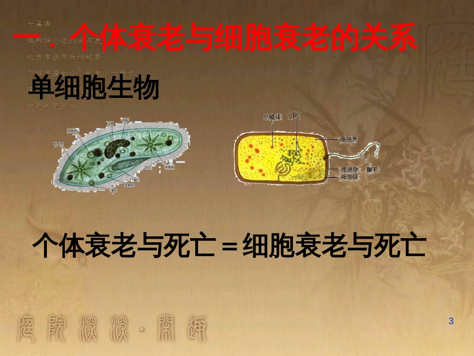 高中语文 11包身工课件 新人教版必修1 (27)_第3页