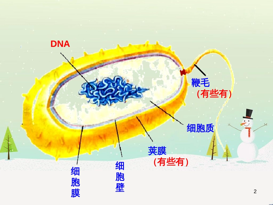 八年级生物上册 5.4.3《真菌》课件4 （新版）新人教版_第2页