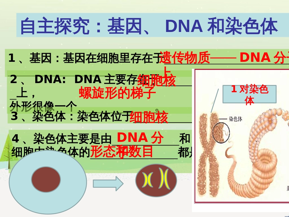 八年级生物下册 第七单元 第二章 第二节 基因在亲子代间的传递课件（1）（新版）新人教版_第3页