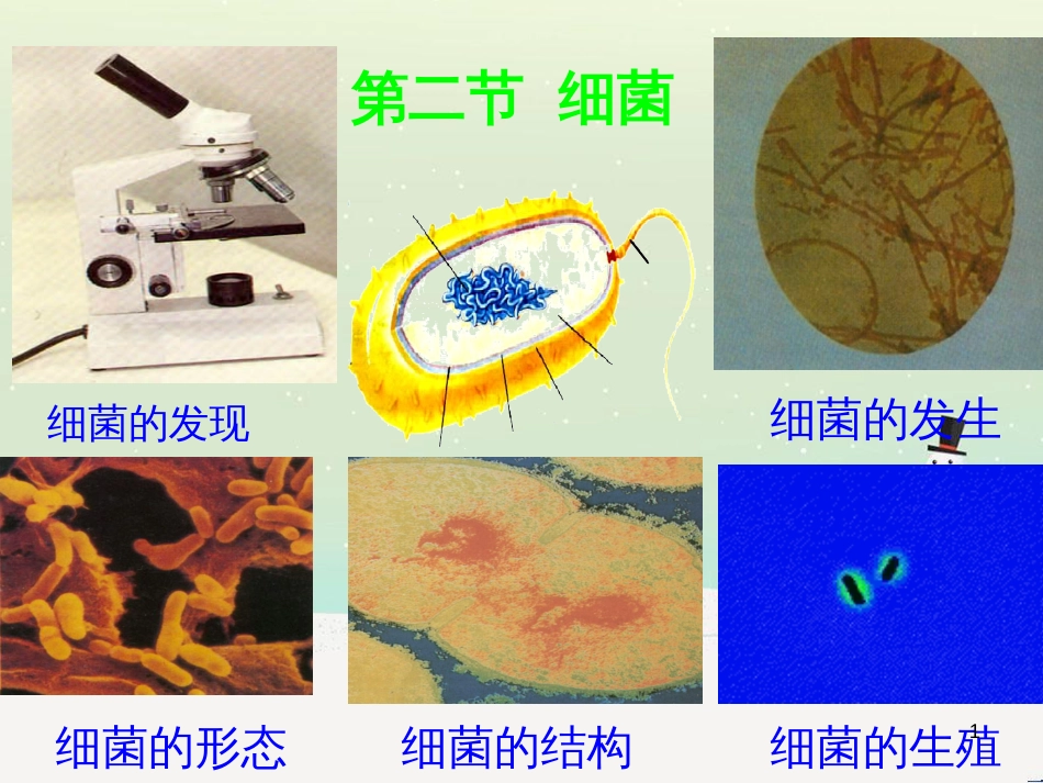 八年级生物上册 5.4.2《细菌》课件4 （新版）新人教版_第1页