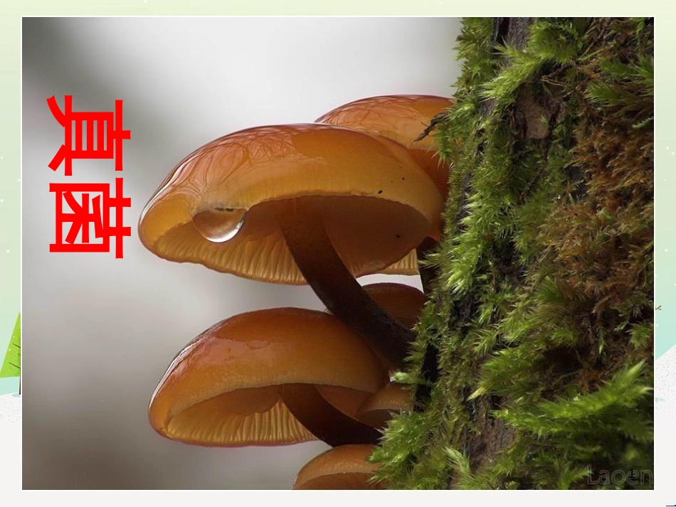 八年级生物下册 13.1 生物的分类课件1 北京版 (1298)_第1页