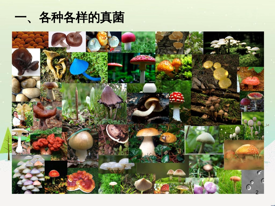 八年级生物下册 13.1 生物的分类课件1 北京版 (1298)_第2页