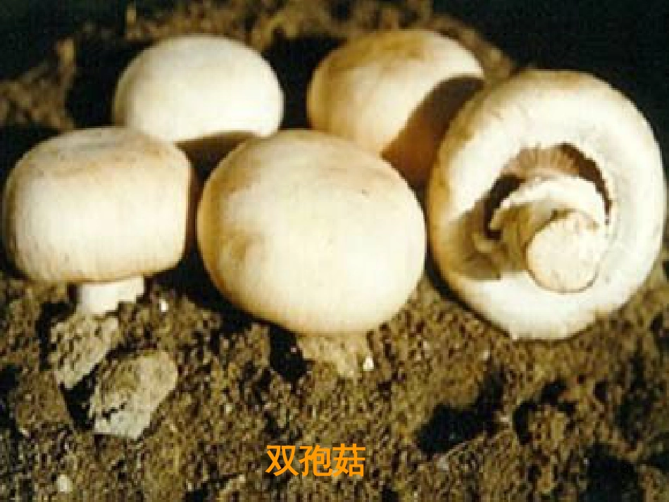八年级生物下册 13.1 生物的分类课件1 北京版 (1298)_第3页