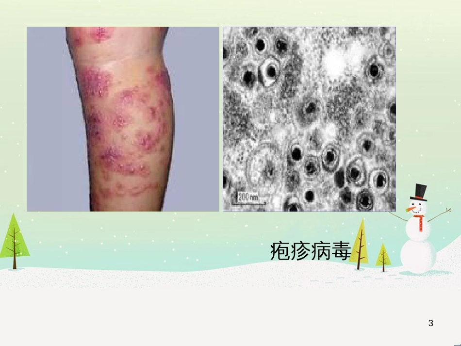 八年级生物下册 13.1 生物的分类课件1 北京版 (192)_第3页