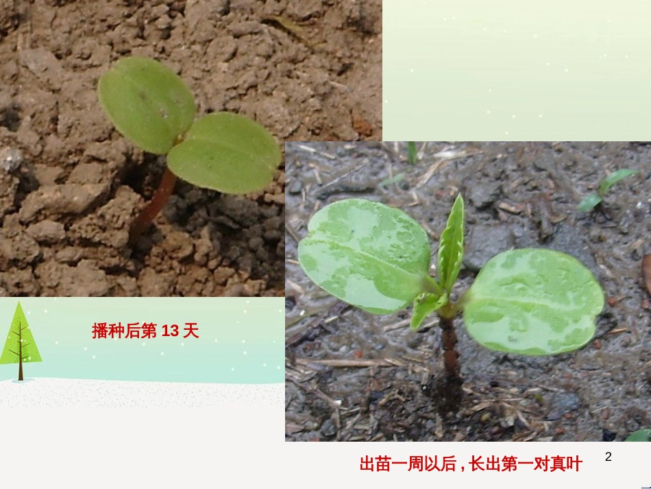 八年级生物下册 13.1 生物的分类课件1 北京版 (453)_第2页