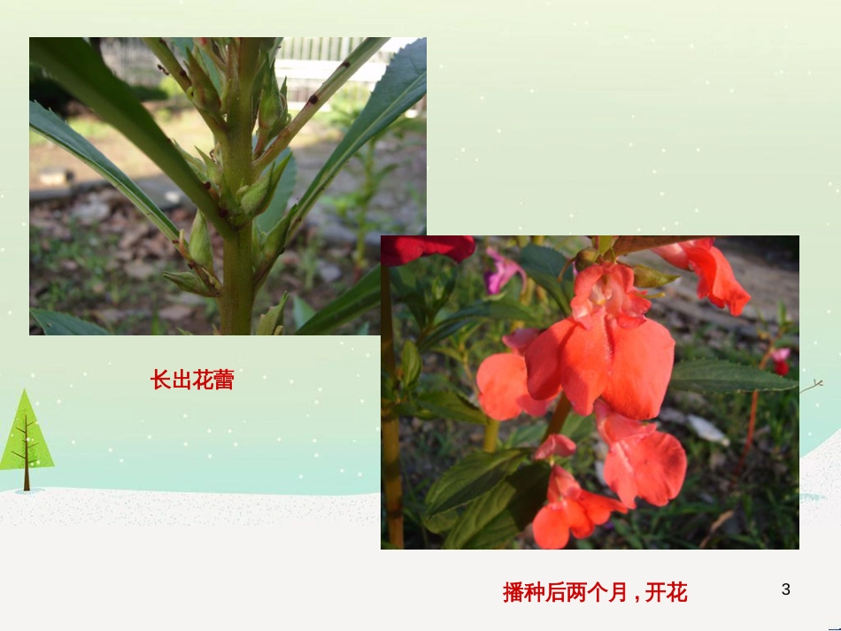 八年级生物下册 13.1 生物的分类课件1 北京版 (453)_第3页