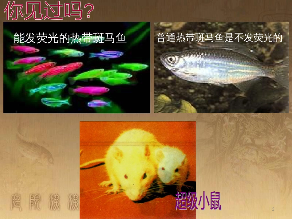 高中生物 第五章 基因突变及其他变异 5.3 人类遗传病课件 新人教版必修2 (82)_第2页